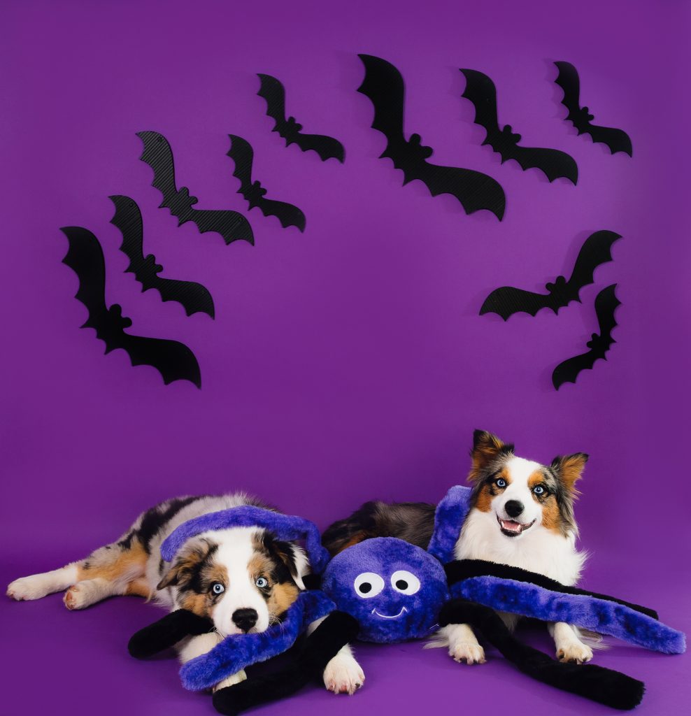 Zippy Paws Halloween 2026 Grunterz Plush Dog Toy, Purple Spider