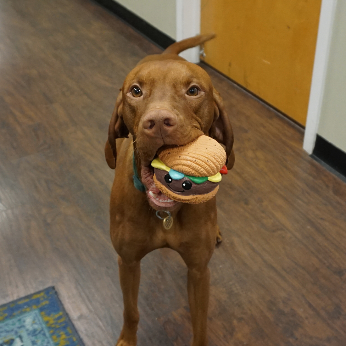 HuggleHounds Ruff-Tex Big Buns Foodies Rubber Squeaky Dog Toy