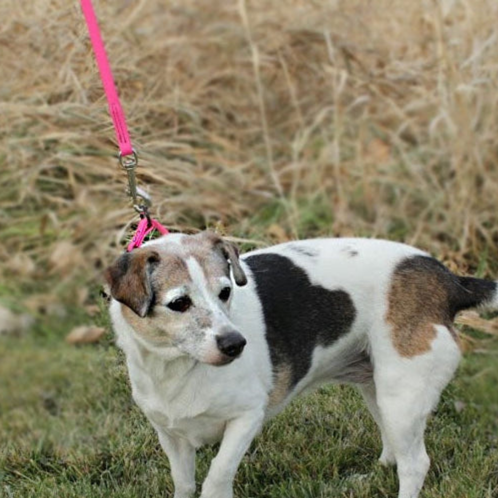 WDB Biothane Dog Leash with Snap, 1/2" x 6ft