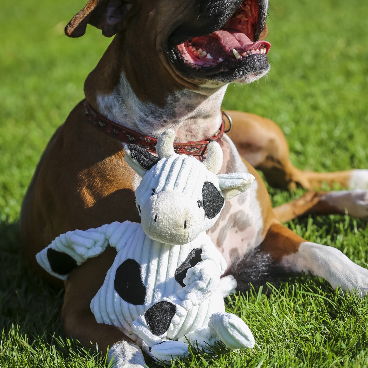 HuggleHounds Knottie Durable Squeaky Plush Dog Toy, Cow