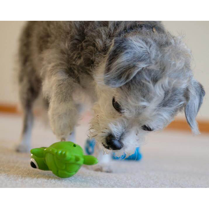 Cycle Dog Ecolast 3 Play Turtle Rubber Dog Toy, Small