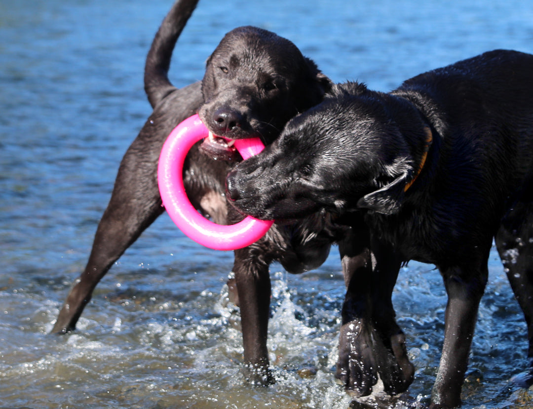 RuffDawg USA Dawg-Ring Rubber Retrieving Dog Toy