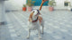 PeaksNPaws All Natural Yak Chews For Dogs