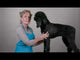 Chris Christensen Clean Start Clarifying Shampoo For Dogs