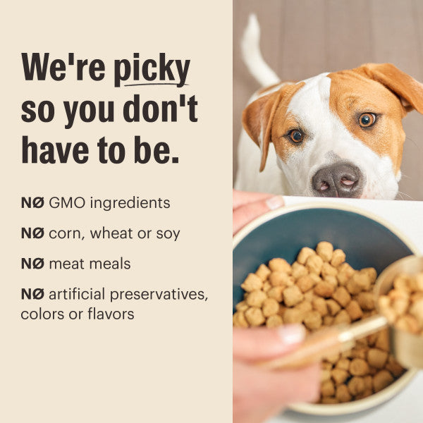 The Honest Kitchen Gourmet Whole Food Clusters Grain Free Lamb & Superfoods Recipe Dry Dog Food