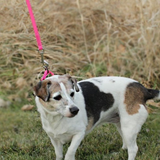 WDB Biothane Dog Leash with Snap, 1/2" x 6ft