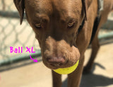 RuffDawg USA Indestructible Ball Dog Toy