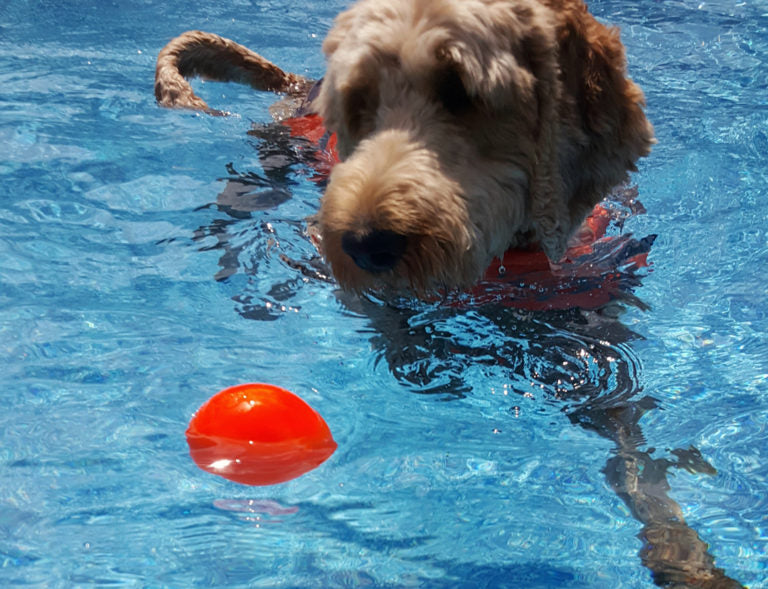 RuffDawg USA Indestructible Ball Dog Toy