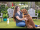 Wondercide Natural Cedarwood Flea & Tick Spray For Dog & Cats