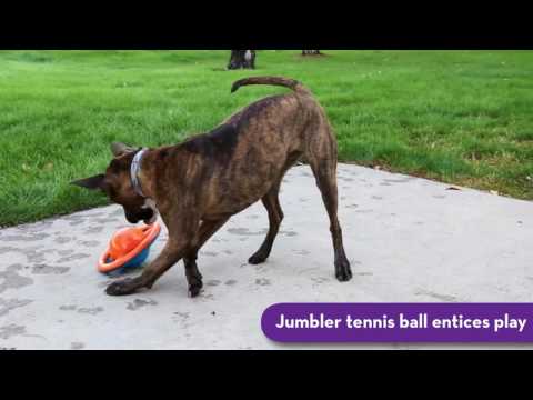 KONG Jumbler Disc Dog Toy, Assorted Colors