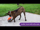 KONG Jumbler Disc Dog Toy, Assorted Colors