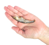 Plato Wild Caught Baltic Sprat Fish Dog Treats, 3oz